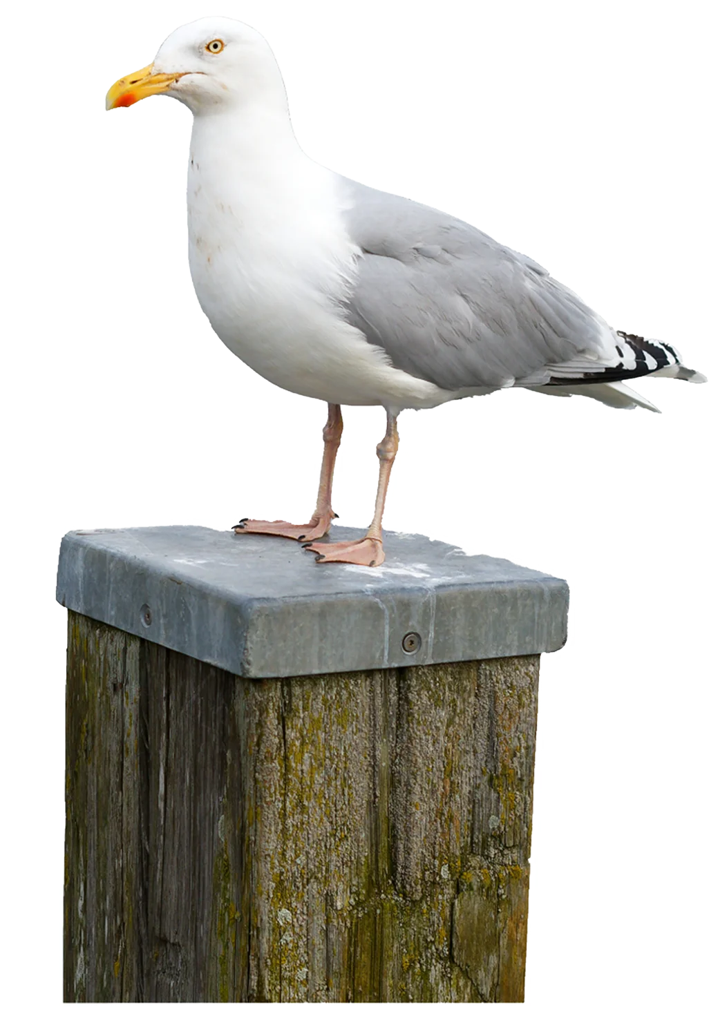 Codefair Seagull